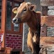 29 Swieta krowa w Indiach
